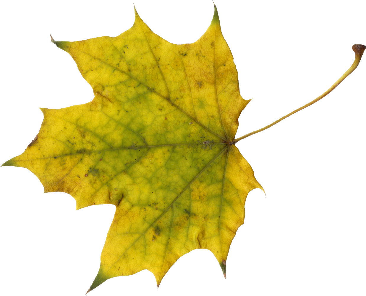 maple leaf